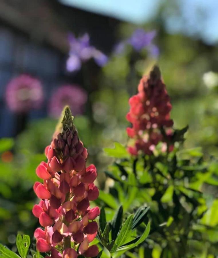Le Clos Bleu - Gite Rural Schillersdorf ภายนอก รูปภาพ